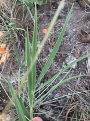 Tephrosia elongata elongata