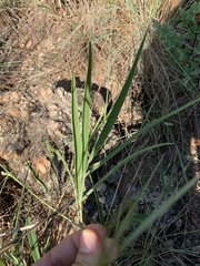 Tephrosia elongata elongata
