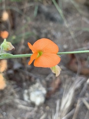 Tephrosia elongata elongata