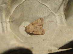 Eugnorisma arenoflavida