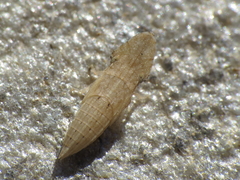 Eupelix cuspidata