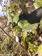 Dasineura serrulatae