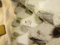 Pachycnemia tibiaria