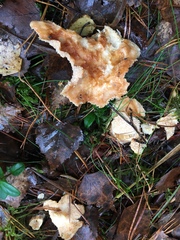 Hydnum rufescens