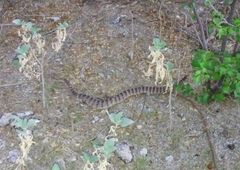 Crotalus tigris