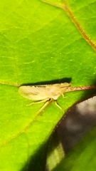 Eupelix cuspidata