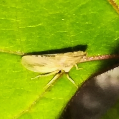Eupelix cuspidata