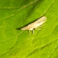 Eupelix cuspidata