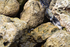 Emoia atrocostata