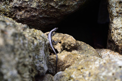 Emoia atrocostata