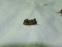 Ctenoplusia accentifera