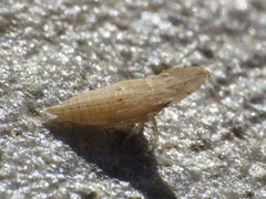 Eupelix cuspidata