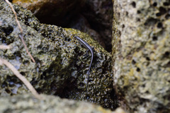 Emoia atrocostata