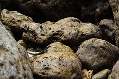 Emoia atrocostata