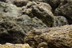 Emoia atrocostata