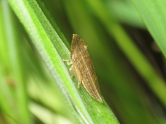 Eupelix cuspidata
