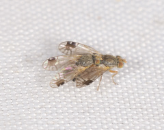 Austrotephritis pumila