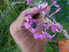 Trichiotinus assimilis