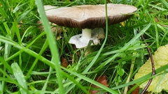 Agaricus