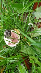 Agaricus