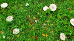 Agaricus