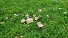 Agaricus