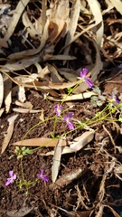 Stylidium weeliwolli
