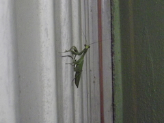 Stagmatoptera femoralis