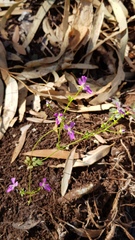 Stylidium weeliwolli