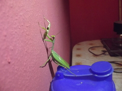 Stagmatoptera femoralis