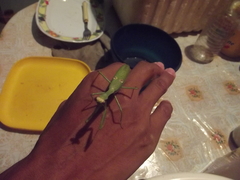 Stagmatoptera femoralis