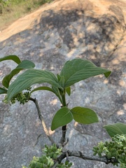 Vangueria infausta infausta