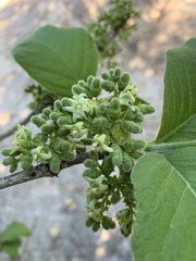 Vangueria infausta infausta