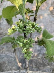 Vangueria infausta infausta