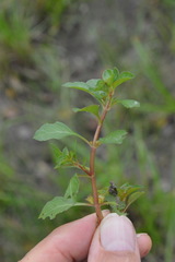 Ludwigia repens