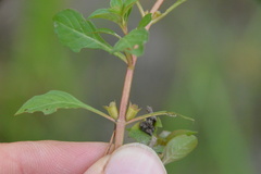 Ludwigia repens