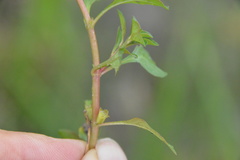 Ludwigia repens