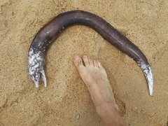 Enchelycore nigricans