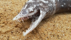 Enchelycore nigricans