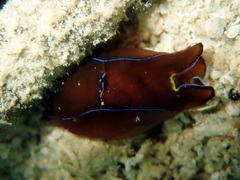 Chelidonura