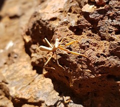 Austromantis albomarginata