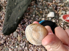 Mercenaria mercenaria