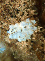 Aplousobranchia