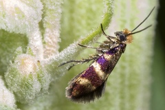 Micropterix