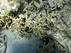 Millepora tenera