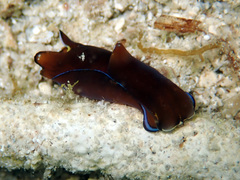 Chelidonura