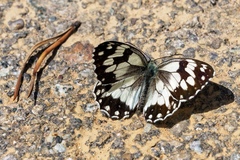 Melanargia lachesis