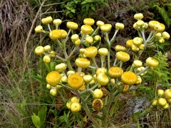 Helichrysum cooperi