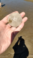 Echinarachnius parma