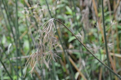Cyperus articulatus